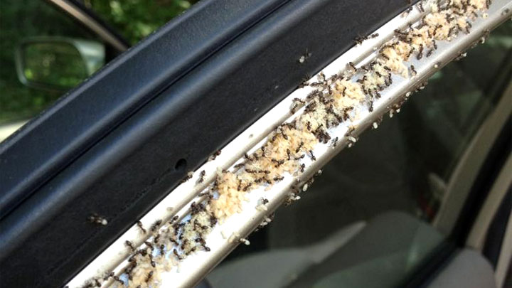 hormigas en el auto